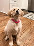 Biothane Waterproof Adjustable Collar With Buckle